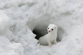 Image result for winter weasel