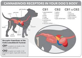 Read each bio very carefully, as not every boxer is suited for every home. Paws National Facebook Animal Rescue Directory 2019 Paws Broadcasting