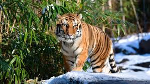General information, zoo history, map, education program summary, animal photos and descriptions, and calendar of events. Four Tigers And Three Lions Test Positive For Coronavirus At The Bronx Zoo Cnet