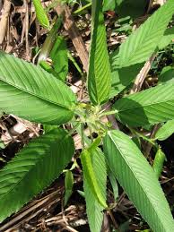 Image result for Caperonia