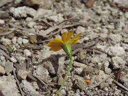 Image result for Dyssodia tenuiloba