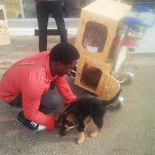 Sometimes, you may find dogs and puppies for free to a good home by an owner who may no longer be able to look after them because of personal circumstances. Buy A Dog Nigeria Lagos Nigeria Contact Phone Address