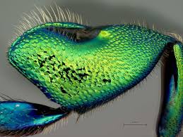 The genera within the tribe are eufriesia, euglossa, eulaema, exaerete, and aglae, the last two genera are parasitic on other orchid bees. Orchid Bees The Euglossines