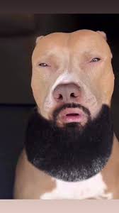 #dog #dogwithbeard | TikTok