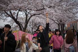 Ya, karena di bulan itulah bunga sakura yang jadi ciri khas negara ini mulai bermekaran. Di Korea Selatan Juga Ada Sakura Ini 6 Lokasi Yang Harus Dikunjungi Kkday Indonesia Blog
