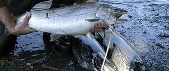 Steelhead Fruge Seafood Company