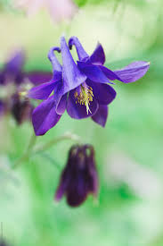 Columbine Flower Cats Best Flower Wallpaper