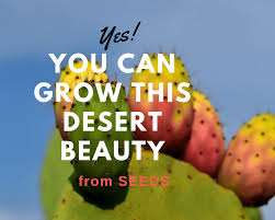 How long cannabis seeds germinate? Prickly Pear Cactus Seed Germination Gardenologist