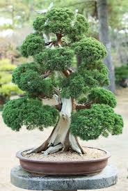 12 Incredible Bonsai Plant Ideas As Your Garden Home Inspiration Decorathing Bonsai Tree Care Bonsai Tree Bonsai Styles