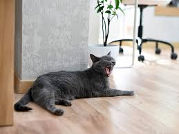 Wann der richtige zeitpunkt für die gewöhnung junger katzen an den garten. Wie Lange Kann Man Katzen Alleine Lassen 10 Tipps Fur Arbeit Urlaub Schlitzohr