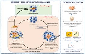 The term 'kangaroo' comes from the aboriginal word gangarru, from the guugu yimithirr language, which is spoken in far north queensland. Regulatory Role Of Quiescence In The Biological Function Of Cancer Stem Cells Springerlink