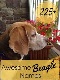 225 Awesome Beagle Names Pethelpful By Fellow Animal Lovers And Experts Cartoon beagle illustrations & vectors. 225 awesome beagle names pethelpful