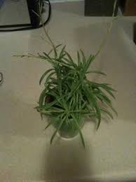 Check spelling or type a new query. Tiny Little Succulent Looks Like Miniature Green Beans