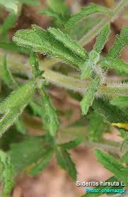 Image result for Rhynchosia tricuspidata