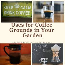 Are coffee grounds good in the garden. Uses For Old Coffee Grounds In The Garden Gardening Lessons