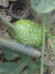 Image result for Cucumis engleri