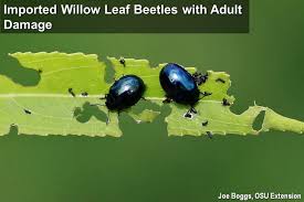 Image result for Baissea wulfhorstii