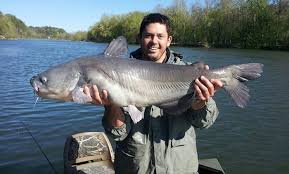 These are those legendary giant fish that inhabit certain lakes, as much a part of the local folklore as of the … Blue Catfish With Captain Mike Starrett Fish Hunt