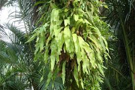 Image result for Microsorum punctatum