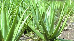 Aloe vera bitkisi bakımı nasıl yapılır? Aloe Vera Bakimi Nasil Yapilir Faydalari Nelerdir Sosyola