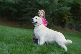 Maybe you would like to learn more about one of these? Golden Savannah English Golden Retrievers