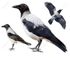 灰色のカラスは白い背景、3 つの写真からコラージュの上: 大人の個人、若い鳥、飛行中のレイヴン。の写真素材・画像素材 Image 7631423