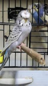 Satilik Muhabbet Kusu Home Facebook