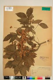 Image result for Ptaeroxylaceae