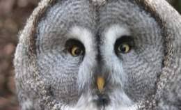 Buho Gris Ecured Le système d'arrosage original de lechuza. buho gris ecured