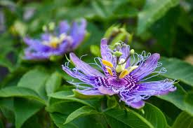 Image result for Passiflora