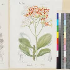 Image result for Kalanchoe glaucescens