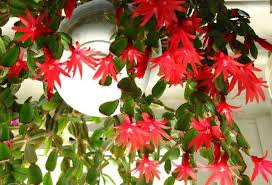 La tibouchina, allo stato selvatico, è in grado di raggiungere anche i 5 metri in vendita online pianta kunzea, arbusto sempreverde, con foglie piccole di color grigio verde, produce fiori di color rosso vendita online pianta scleranthus. Piante Con Fiori Rossi Pagina 4 Di 5