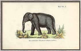 The Asian Elephant, 1850 (lithography) Drawing by J W Tenhaeff - Fine Art America