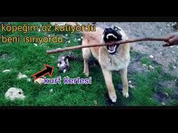 Burda Tasindik Kopekler Koyunlar Yuruyerek Gelecekler Youtube