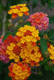 Miss Huff Lantana Flower Lantana Flower Wonderful Flowers Beautiful Flowers