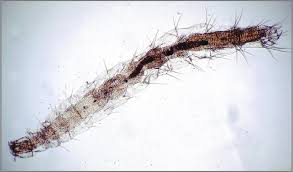 But these pesky little insects are capable of being an issue even for those without pets. How Long Do Fleas Live Without A Host Or Food Bug Lord