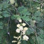 Image result for Acacia brevispica