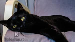 Check spelling or type a new query. Kode Alam Kucing Kawin Ketabrak Mati 2d 3d 4d Erek Erek Primbon