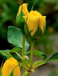 Pin By Elisa Rosa On 1 A File General In 2020 Amazing Flowers Rose Buds Fresh Flowers Arrangements