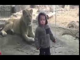 Hi, making videos is my hobby. Animals Attacks On The Humans Animal Attack Animals Funny Animal Fails