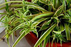 Just plant one or all of the little shoots spider plants multiply with little babies that can be put in water and they root very easily. Moving Spider Plants To Larger Pots When Should You Repot A Spider Plant