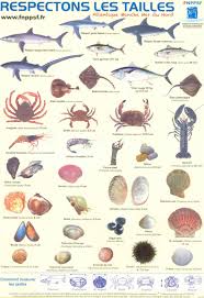 Reglementation Les Pecheurs De Saint Jean De Monts Peche En Mer Peche Peche Poisson