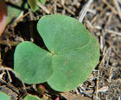 Image result for Oxalis obliquifolia