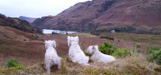 Free uk delivery on eligible orders! Uk Westie Rehoming