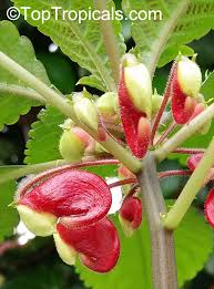 Image result for Impatiens niamniamensis