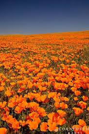 California Poppies Eschscholzia Californica California Poppy Poppies Flower Field