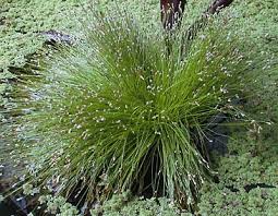 Image result for Isolepis