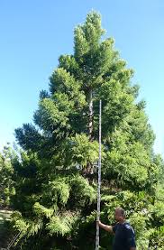 Image result for Araucaria cunninghamii