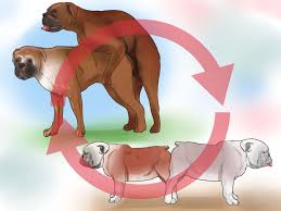 Cara Mengawinkan Anjing (dengan Gambar) - wikiHow