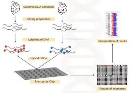 Graphical Representation Of Complete Process Of Dna Microarray Dna Microarray Cell Biology Somatic Cell
